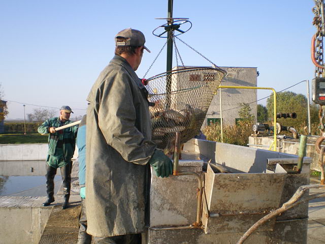 Zarybnenie K3/2010